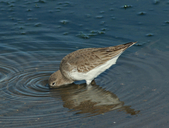 Calidris alpina