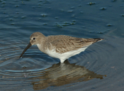 Calidris alpina