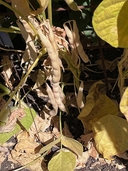 Phaseolus vulgaris