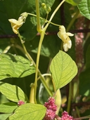 Phaseolus vulgaris