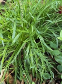 Plantago coronopus