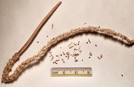 Plantago coronopus