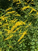 Solidago rugosa