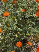 Tagetes lucida