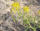 Cleome lueta