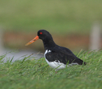 Haematopus ostralegus