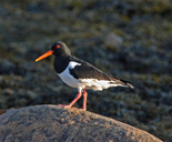 Haematopus ostralegus