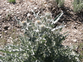 Cirsium douglasii var. brewerii