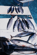 Bonito