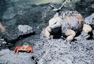 Amblyrhynchus cristatus