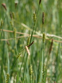 Carex klamathensis