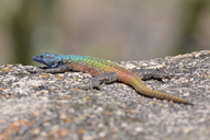 Zimbabwe Flat Lizard