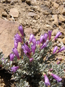 Penstemon thompsoniae