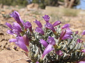 Penstemon thompsoniae