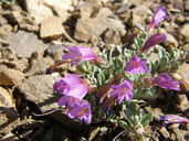 Penstemon thompsoniae