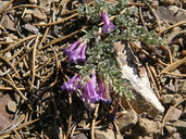 Penstemon thompsoniae