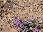 Penstemon thompsoniae