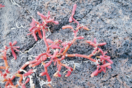 Sesuvium portulacastrum