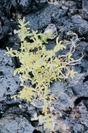Sesuvium portulacastrum