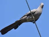 Grey Turaco
