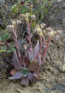 Dudleya cymosa ssp. paniculata