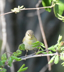 Willow Warbler