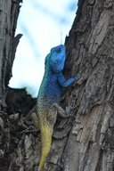 Southern Tree Agama