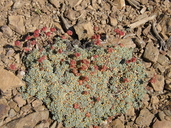 Eriogonum shockleyi