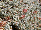 Eriogonum shockleyi