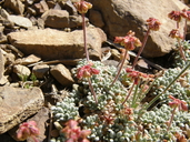 Eriogonum shockleyi