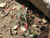 Eriogonum shockleyi