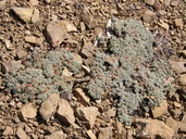 Eriogonum shockleyi