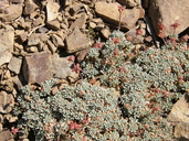 Eriogonum shockleyi