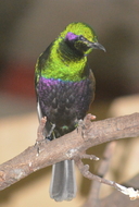 Lamprotornis iris