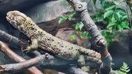 Crocodile Lizard