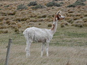 Lama guanicoe