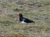 Haematopus leucopodus