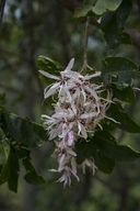 Calodendron capense