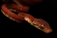 Corallus grenadensis