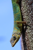 Anolis aeneus