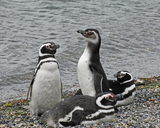 Spheniscus magellanicus