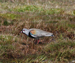 Vanellus chilensis