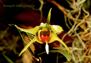 Dendrobium toboense