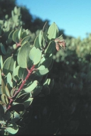 Arctostaphylos glandulosa ssp. adamsii