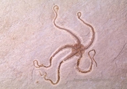 Fossilized brittlestar in sandstone