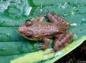 Southern Green Frog