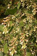 Ribes indecorum