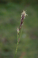 Carex globosa