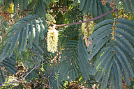 Plume Acacia