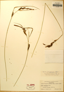 Carex angustata